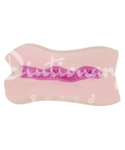 KMP-極上女器-06-佐倉絆-product-image-new-2r