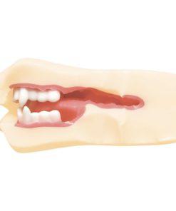 鬼滅之刃-淫之呼吸！龜滅的八重齒-亀滅の八重歯-動漫飛機杯-product-image-new-9